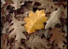 Turning over an Old Leaf by Gerald Kitiyakara LRPS