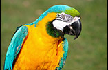blue-macaw
